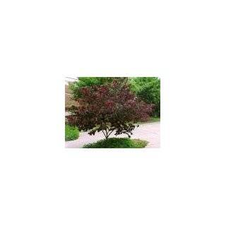 Eastern Red Bud Tree Five Gallon by Monrovia Growers