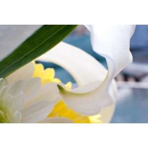  Lily 3, Limited Edition Photograph, Home Decor Artwork 