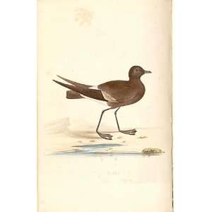  WilsonS Petrel Meyer H/C Birds 1842 50