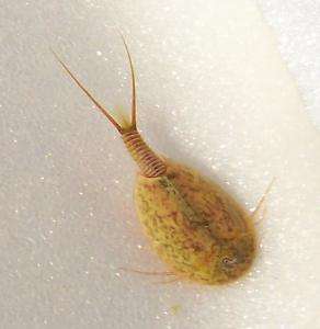 Triops cousins, Lepidurus Cryptus  