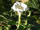 DATURA WHITE INOXIA 25 SEEDS GROWN IN MY GARDEN PRETTY