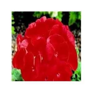  80 Geranium Maverick Scarlet Wholesale Live Flower Plants 