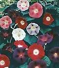Zeeland Hybrid Mix   Morning Glory Seeds   #10   Easy to grow with 