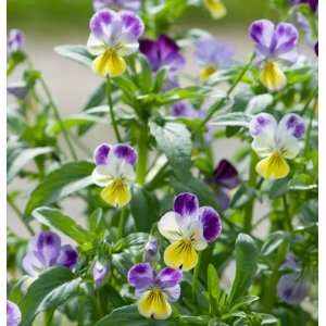   Flower Viola Helen Mount 100 Seeds per Packet Patio, Lawn & Garden