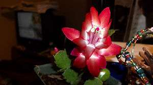   Cactus Zygocactus Schlumbergera Red Pink Holiday Bloom Flower 4 Pot