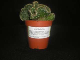 Emerold Idol Cactus. Crested Cristata Euphorbia Opuntia  