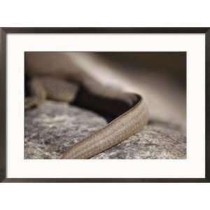  A close view of the tail of a water monitor lizard Framed 