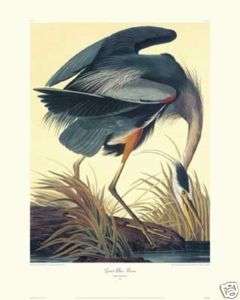 Great Blue Heron by John James Audubon Canvas Giclee  