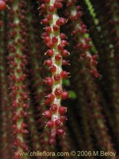 image of gunnera tinctoria altitude 400 1550 m 1 7 2006 latin name 