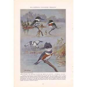   Texas Kingfisher   Allan Brooks Vintage Bird Print 