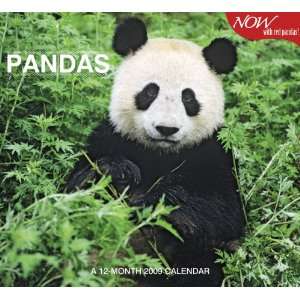  Pandas 2009 Calendar (9780768887389) Books