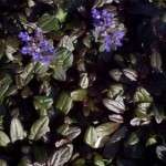 Ajuga Hybrid Chocolate Chip   Dwarf Bugleweed  