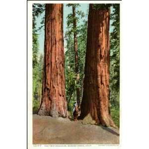   Reprint Merced Grove CA   The Twin Sequoias 1900 1909