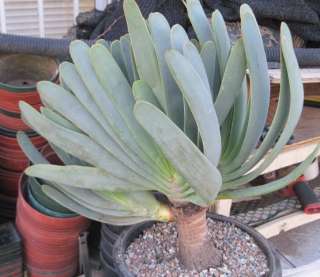 Aloe plicatilis Succulent Blue Fan Leaves Fat Trunk 8  