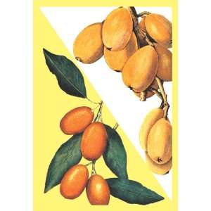  Kumquat 24X36 Canvas Giclee