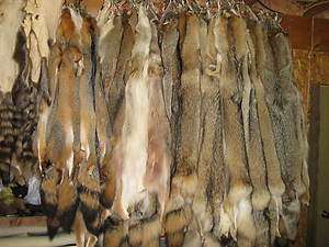 Tanned Coyote Hide New York Fur CoatsTrapping/Fur  