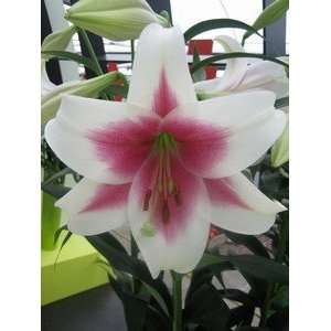  Pre cooled Lily Triumphator 18 20 cm. 25 pack Patio, Lawn 