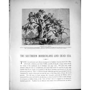   1881 AbrahamS Oak Tree Hebron Evergreen Holm