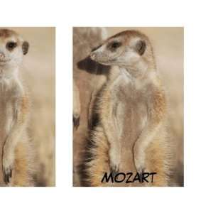  Mozart meerkat Mug