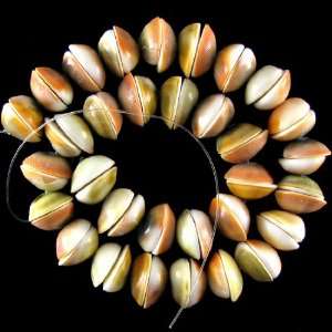  18mm fossil shell beads 16 strand