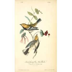   John James Audubon   24 x 42 inches   Black throate