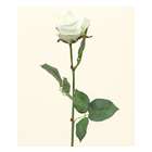   Club Pack of 12 Decorative Artificial White Rose Silk Flower Stems 20