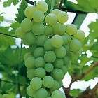live grape plant vine white seedless himrod order now for fall 