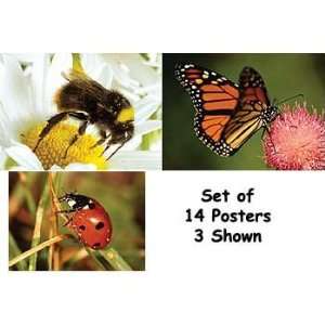 Real Life Learning Posters   Insects 