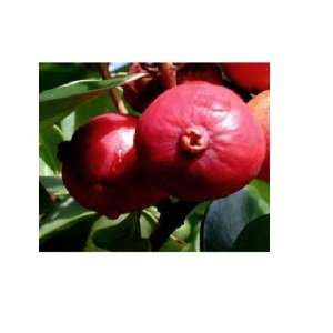 Feijoa selloviana INDIAN RED GUAVA Tree 5 gallon grown from seed*FREE 