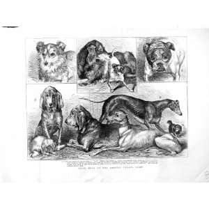   1872 Prize Dogs Crystal Show Sheepdog Bulldog Animals