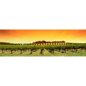  Tuscan Panorama Grape Vines Wall Mural