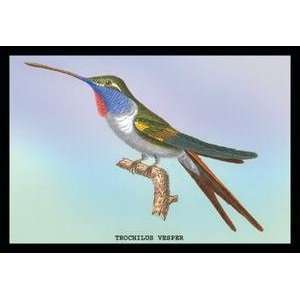 Paper poster printed on 12 x 18 stock. Hummingbird Trochilus Vesper