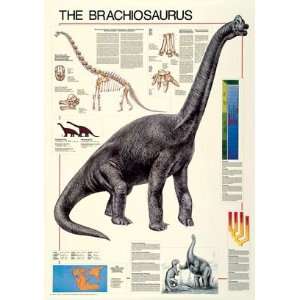  (27x39) Laminated The Brachiosaurus Dinosaur Educational 