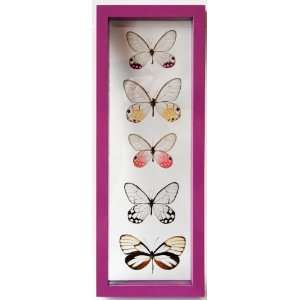  Glasswing Butterfly Art in Purple Frame with Five Mounted 
