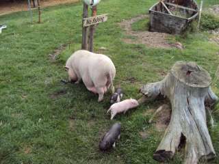 Nanduküken Nandu Nandus  Minischweine Kurzurlaub bei Tieren in 