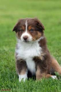 Australian Shepherd Welpen in Hessen   Flieden  Hunde & Zubehör 