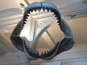 HUGE MEGALODON TOOTH Fossil SHARK 5.844 inches up to 25 million years 