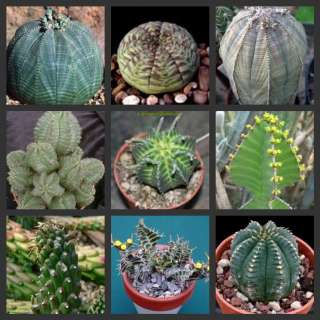 Euphorbia Mix succulent cactus seeds~very unique colleccion of seeds 