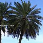 25 LIVE SILVER Date Palm SEEDLINGS COLD HARDY Trees Fas