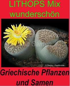 LITHOPS Mix * lebende Steine * 10 Samen * Sukkulenten * Kakteen 