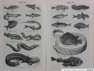 Fische, Angeln, 4 Bildtafeln, Lithographie 1903, M6  