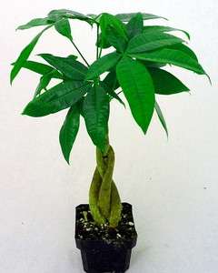 Money Tree Plant   Pachira aquatica   2.25 Pot  