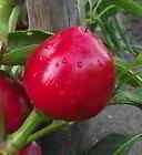 Kirschpaprika Kirschpeperon, Chili Peperoni rot Freilandanbau 20 Samen 