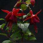 MARINKA . Fuchsia Plant . 9cm pot .