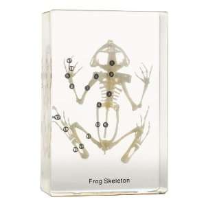  Frog Skeleton Acrylic Block 