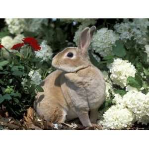  Pet Domestic Mini Rex Rabbit Amongst Hydrangea Flowers 