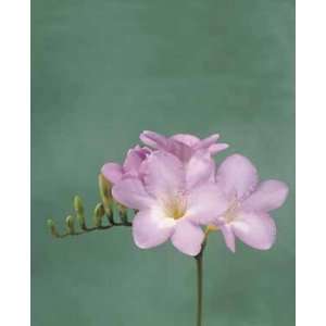   Freesia 10 Bulbs   Indoors or Out   FRAGRANT Patio, Lawn & Garden