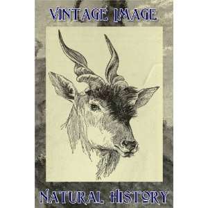   Fridge Magnet Vintage Natural History Image Head of a Bull Eland Home