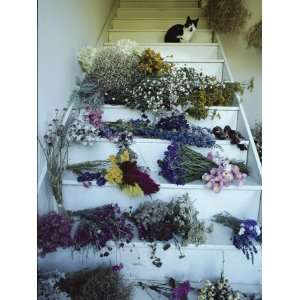 House Cat Sits on Stairs Filled with Bundles of Drying Flowers 