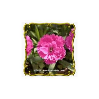  1 Lb Chinese Pink (Dianthus chinensis) Bulk Wildflower Seeds 